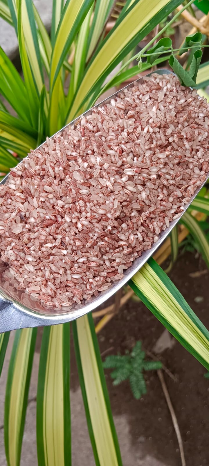 Poongar Rice Sprout Activated Parboiled (1 kg)