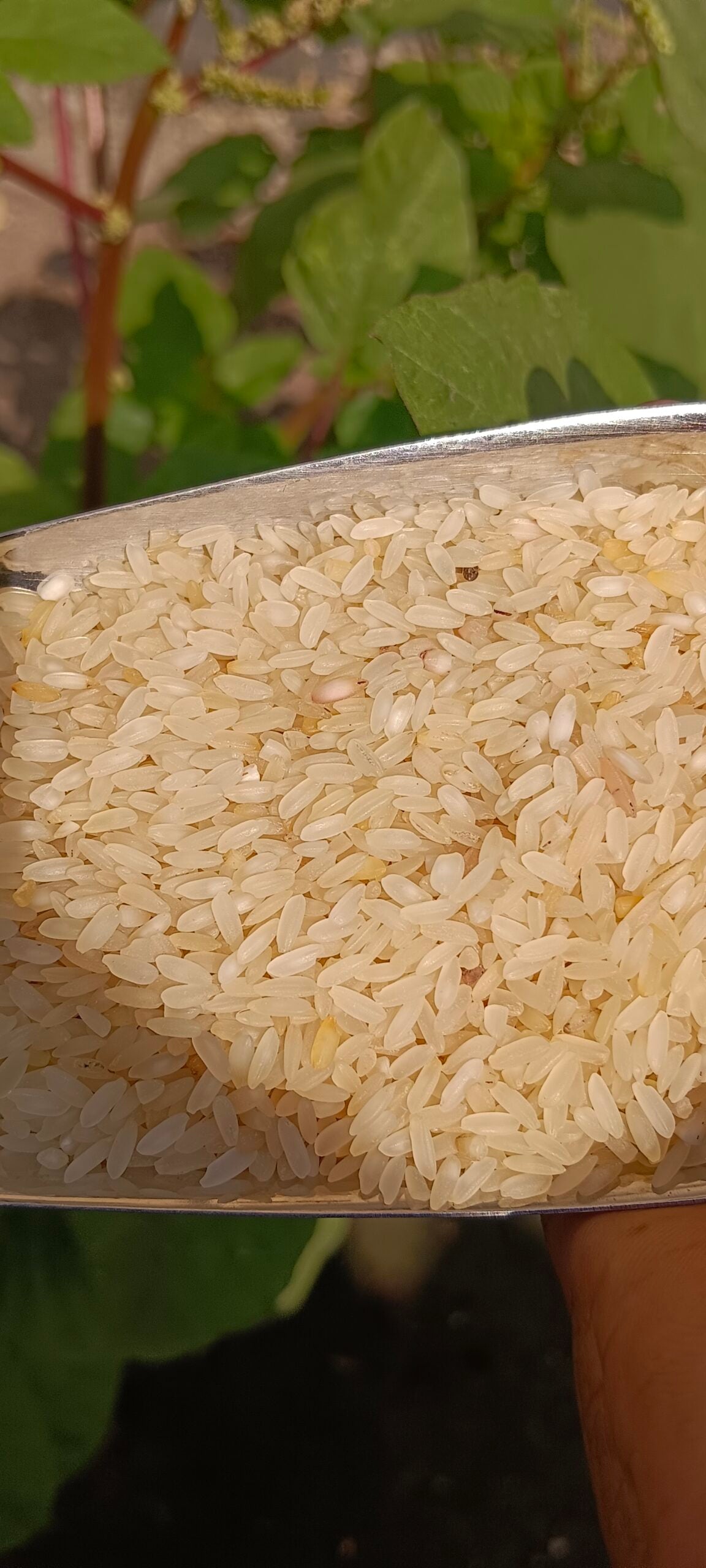 Swarna Masuri Rice Parboiled Unpolished Organic (1 kg)