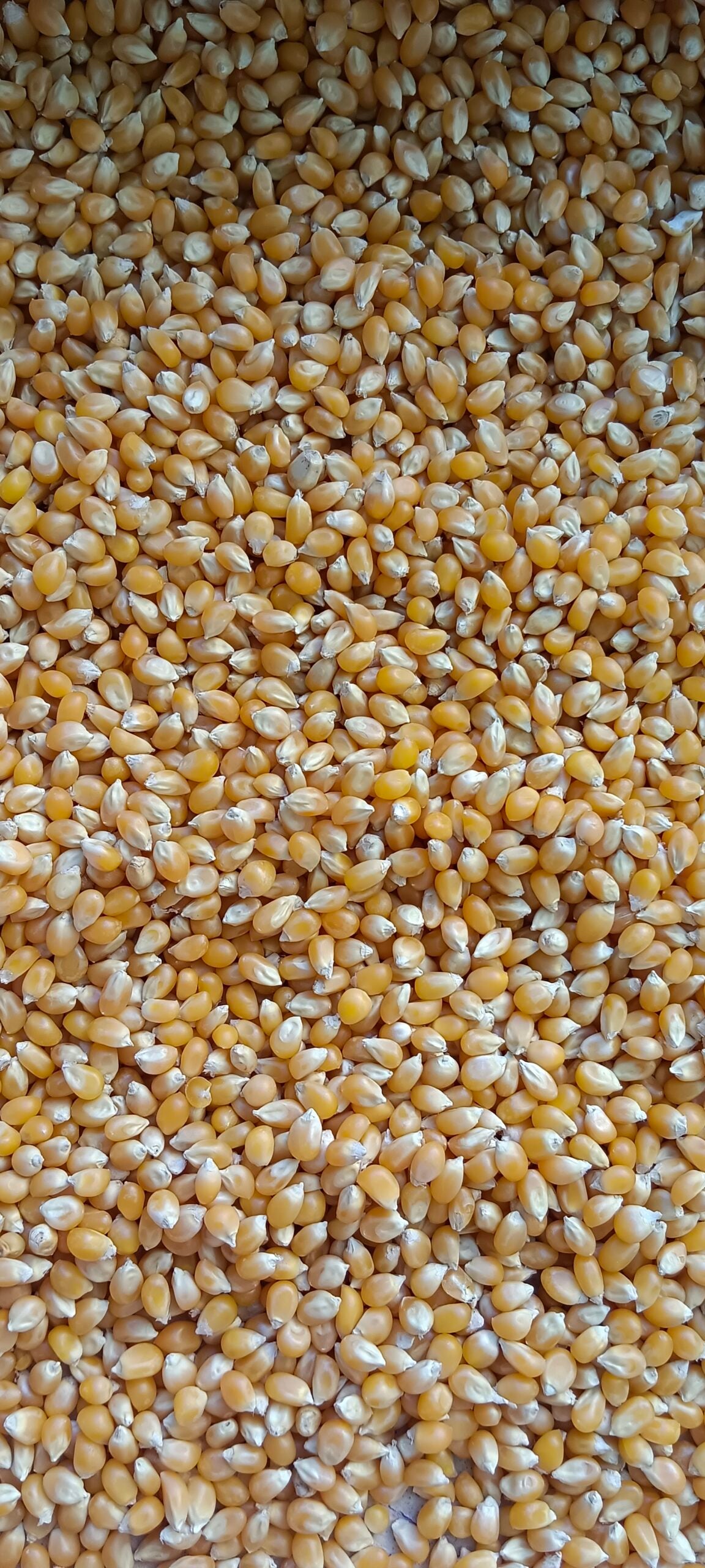 Maize Popcorn Kernels ORGANIC (250 G)