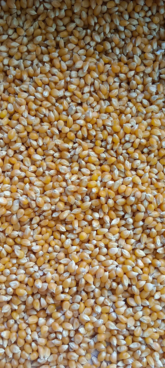 Maize Popcorn Kernels (250 G)