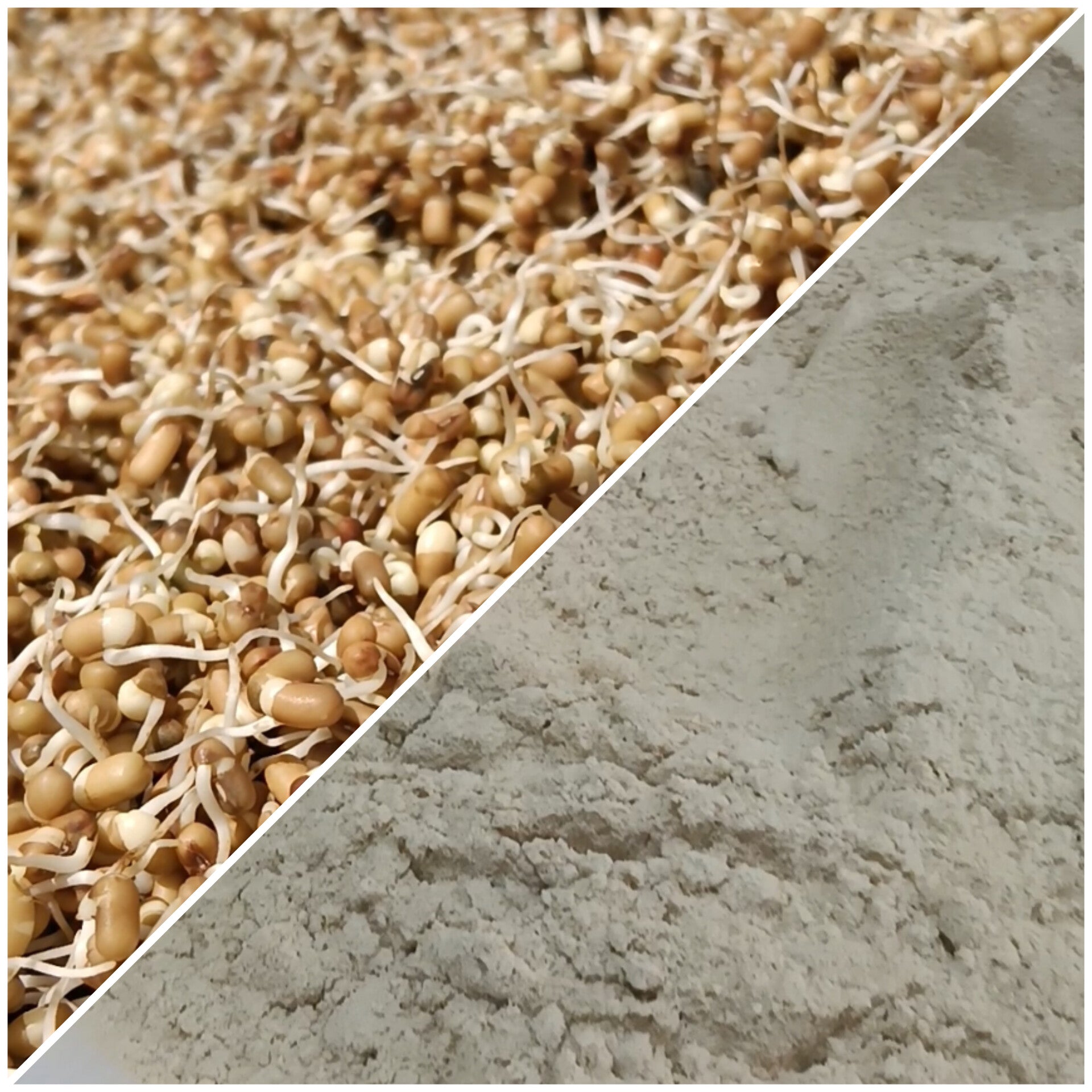 Sprouted Moth Beans Flour ORGANIC (500 G)