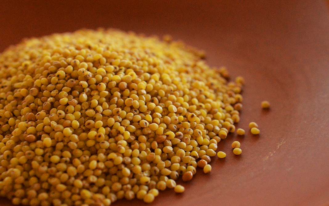 Proso Millet Sprout Activated ORGANIC (500 G)