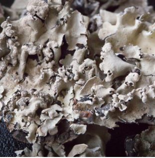 Black Stone Flower Kalpaasi (25 G)