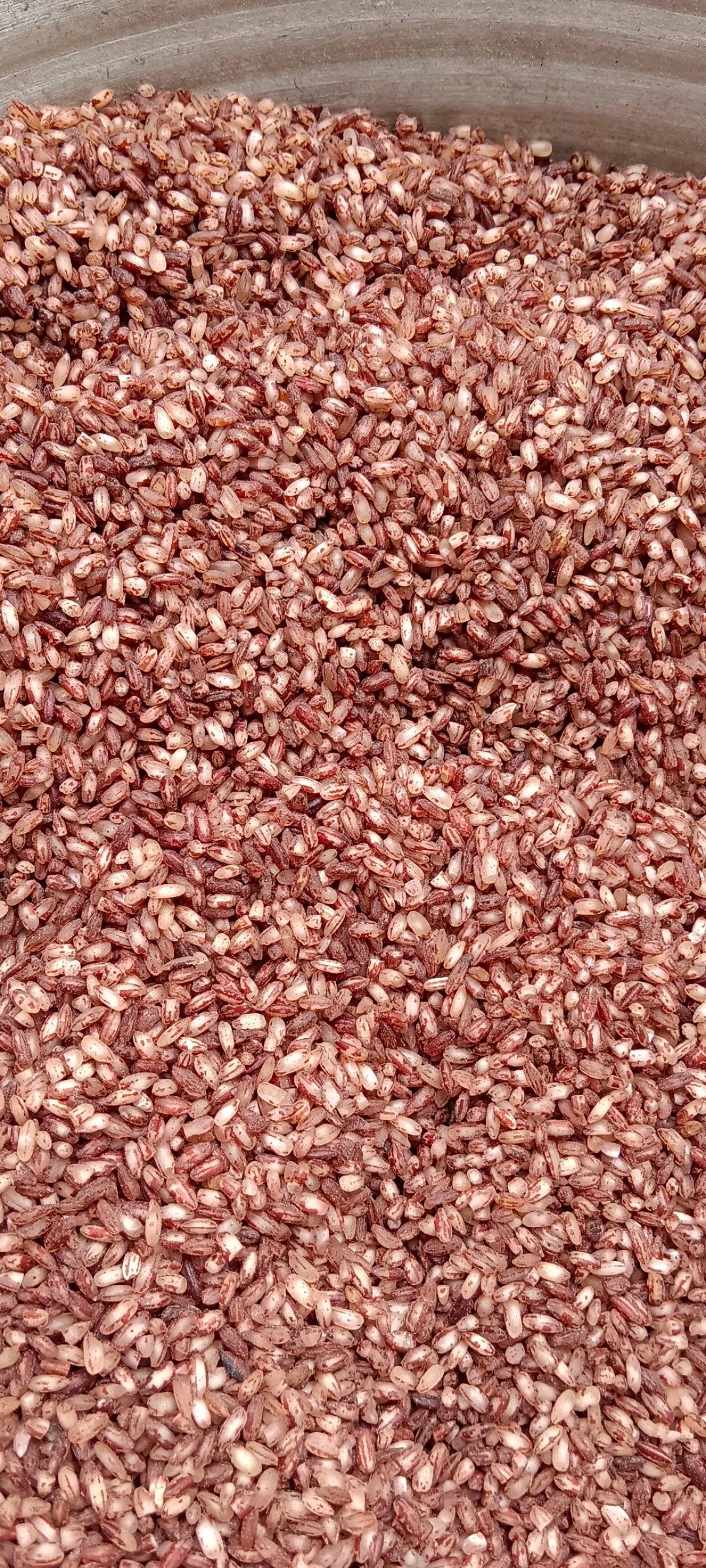 Navara Rice Red Rice Sprout Activated Parboiled (1 Kg) ORGANIC