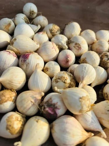 Smoked Single Clove Garlic ORGANIC (250 G)