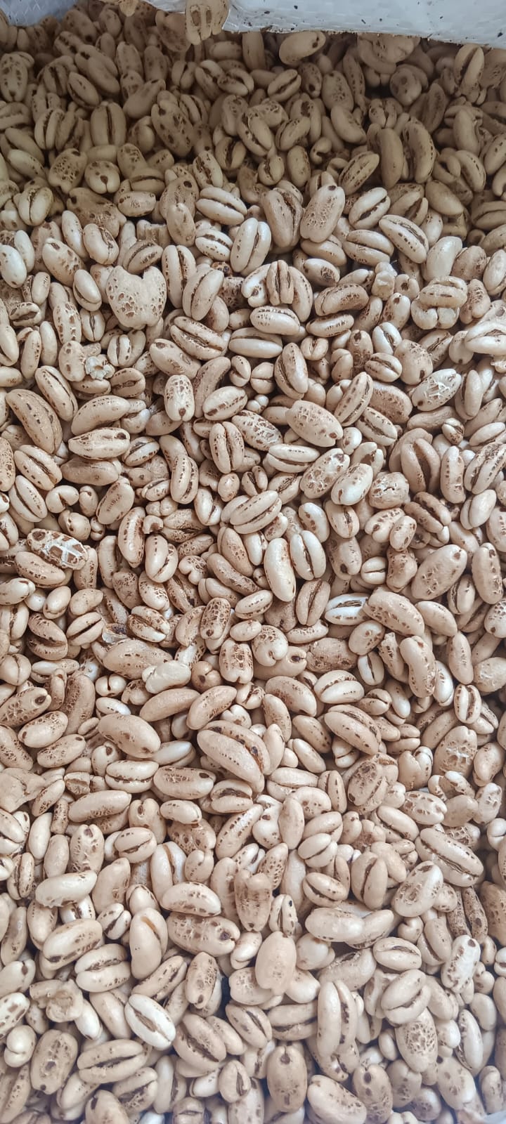 Puffed Barley (100 G)
