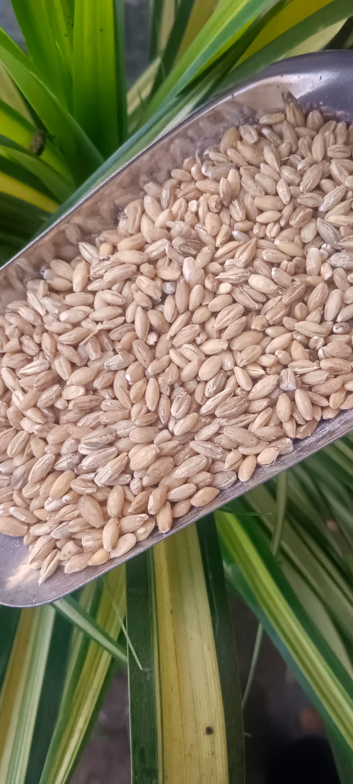 Hulled Barley Unpolished Sprout Activated ORGANIC (500 G)