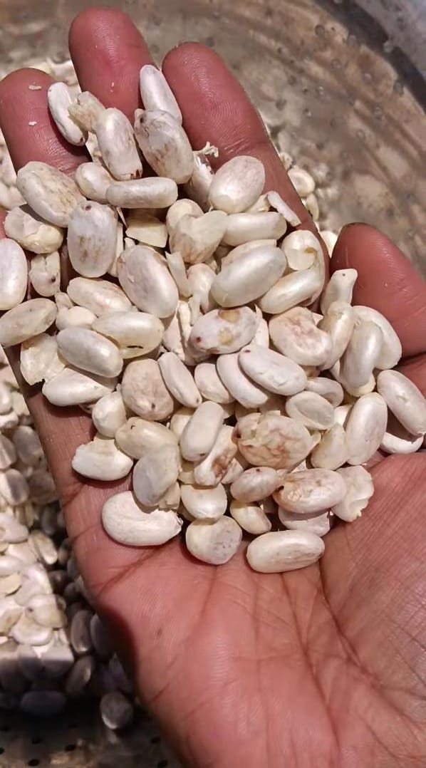 Castor Seeds Sprouted Deskinned ORGANIC (25 G)