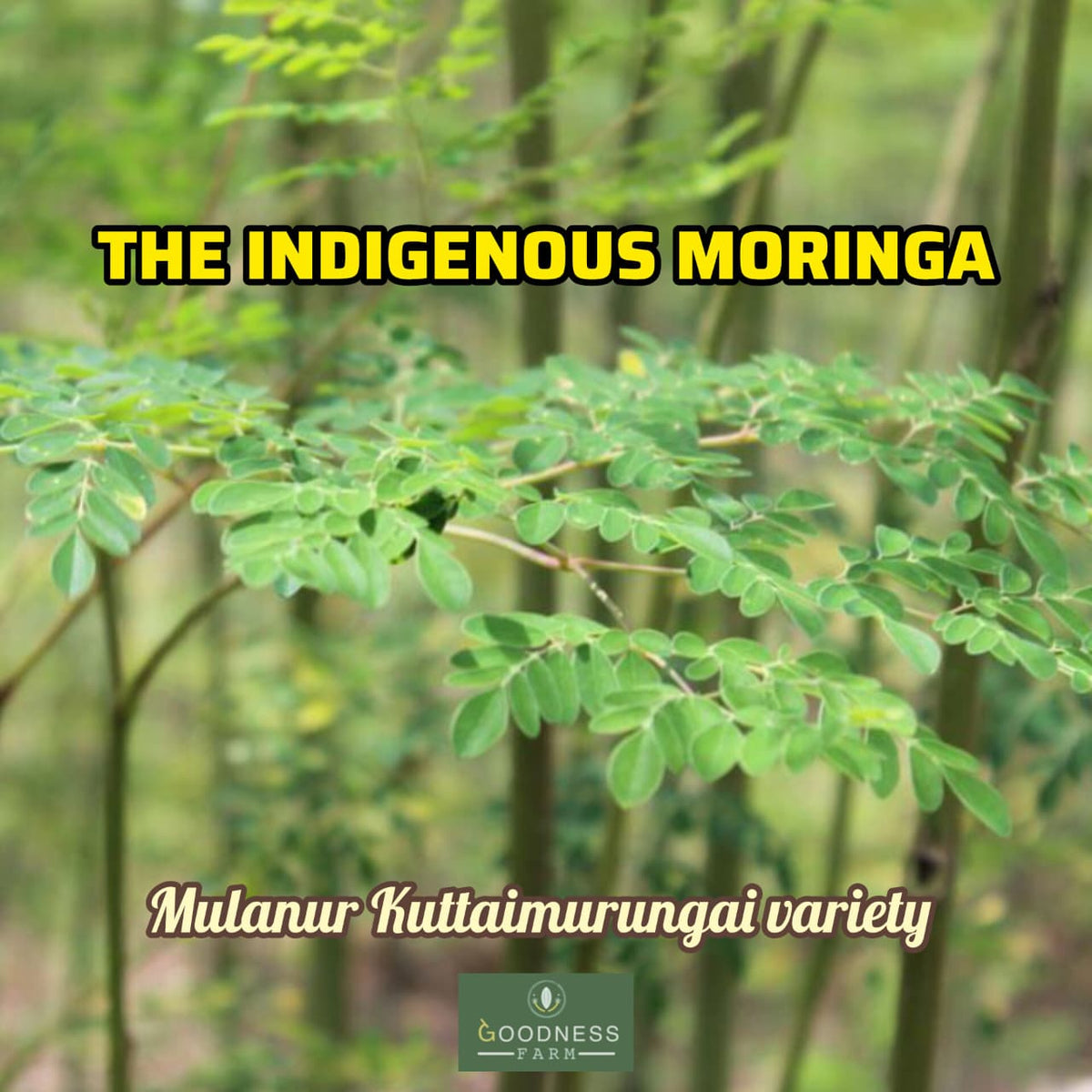 Moringa Leaves Powder ORGANIC (100 G)