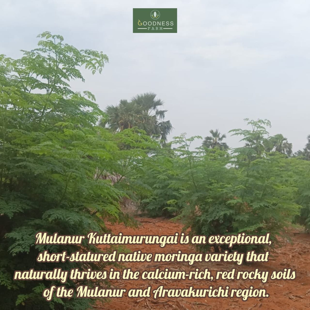 Moringa Leaves Powder ORGANIC (100 G)