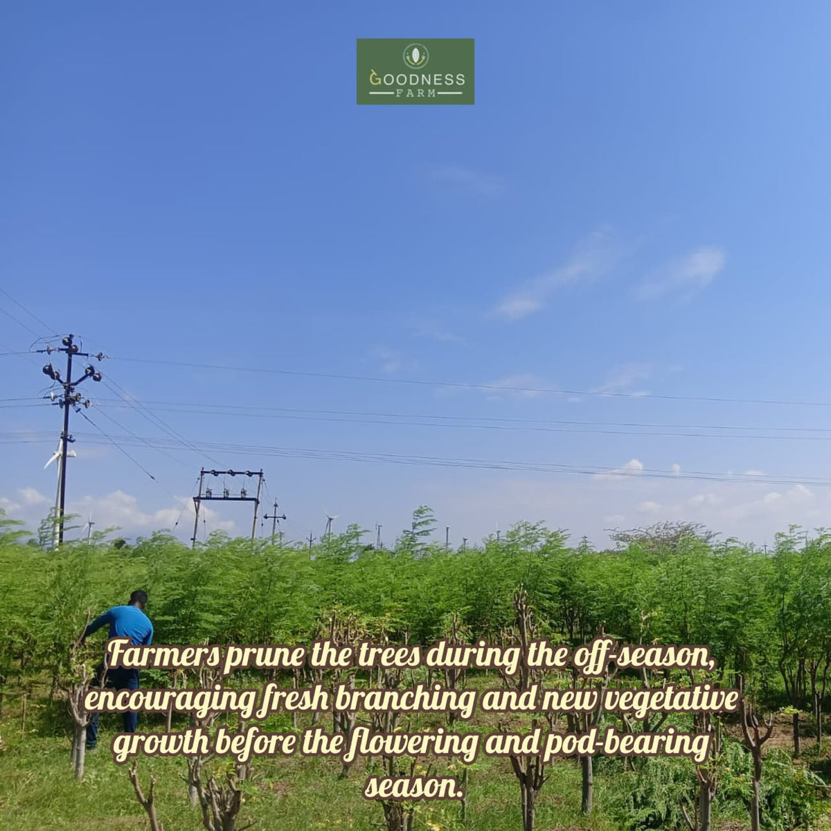Moringa Leaves Powder ORGANIC (100 G)