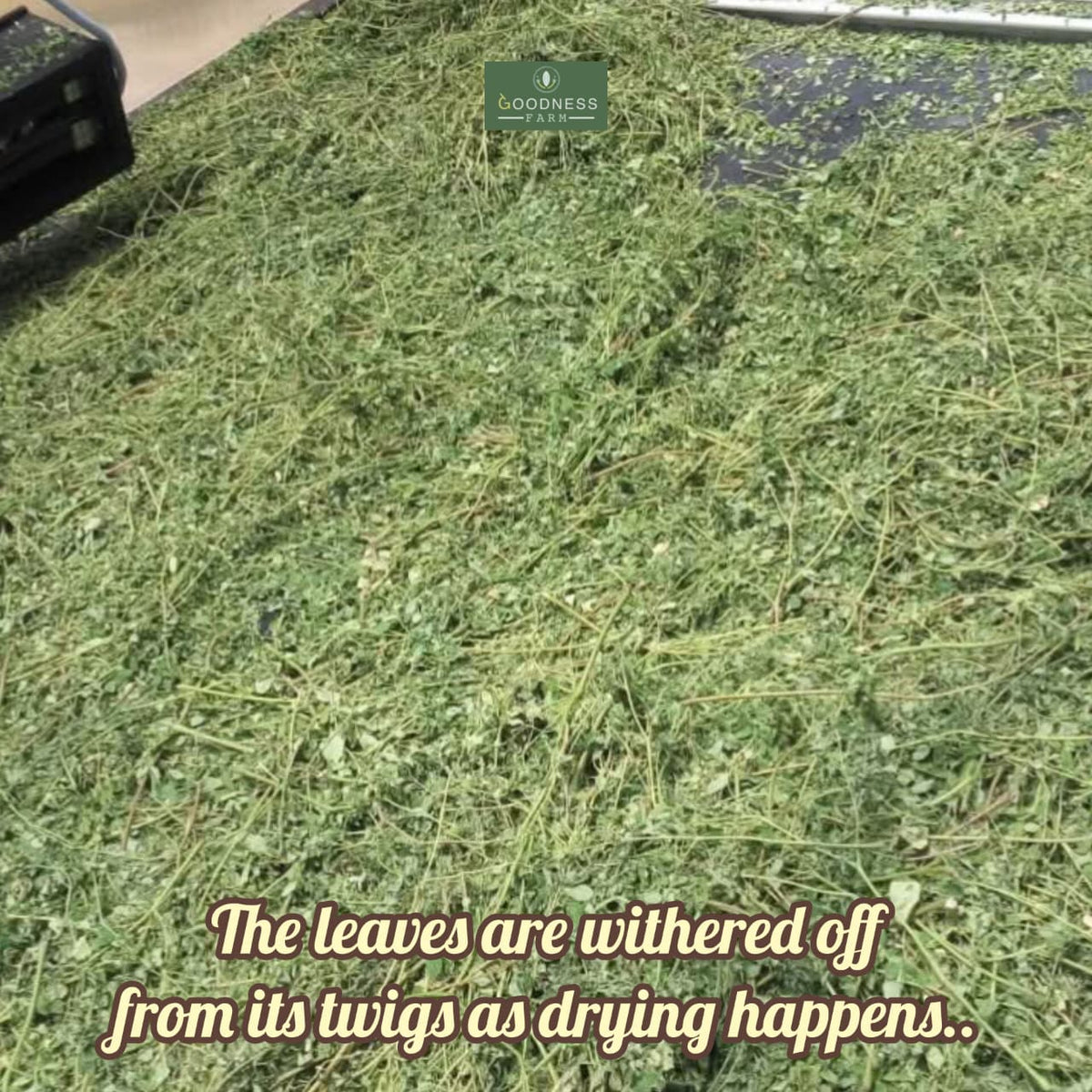 Moringa Leaves Powder ORGANIC (100 G)