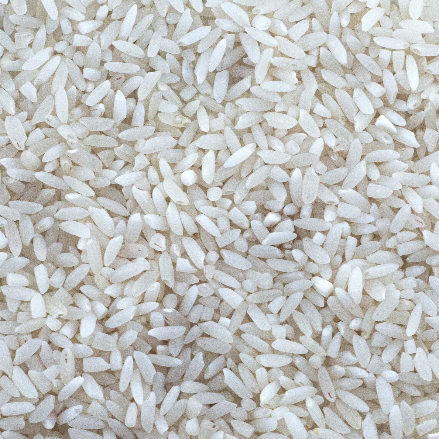 Raw Naatu Ponni Pongal Rice- Fresh Harvest (500 G)