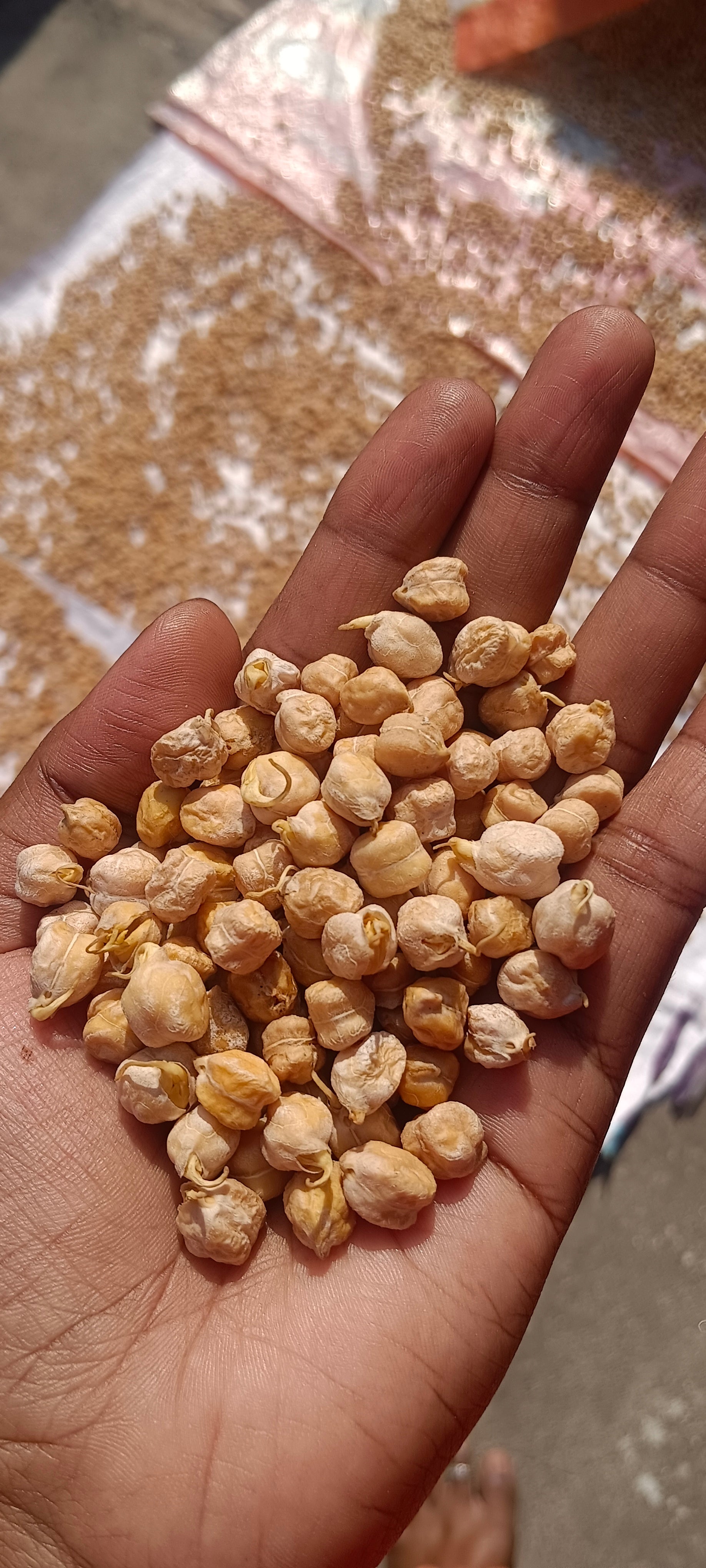 Kabuli Small Chickpeas Sprouted & Dried ORGANIC (500 G)