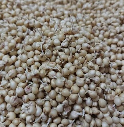 Jowar Mathaapu Variety Sprouted & Dried, ORGANIC (500 G)