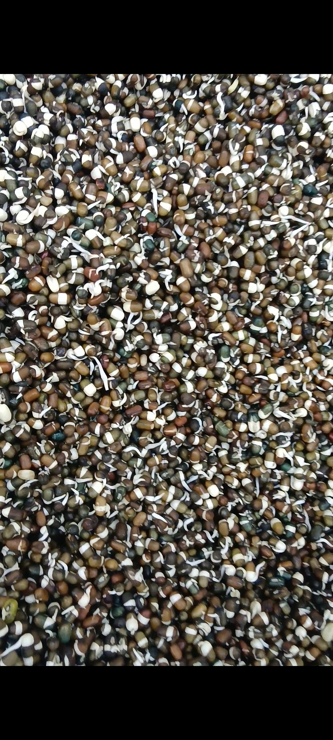 Urad Dal Whole Skinned Sprouted & Dried, ORGANIC (500 G)