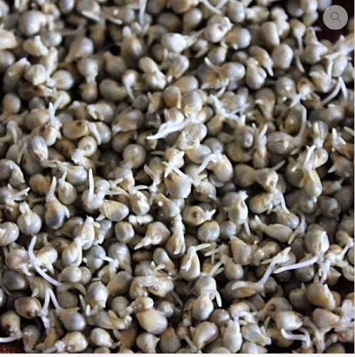 Bajra Kurru Variety Sprouted & Dried, ORGANIC (500 G)