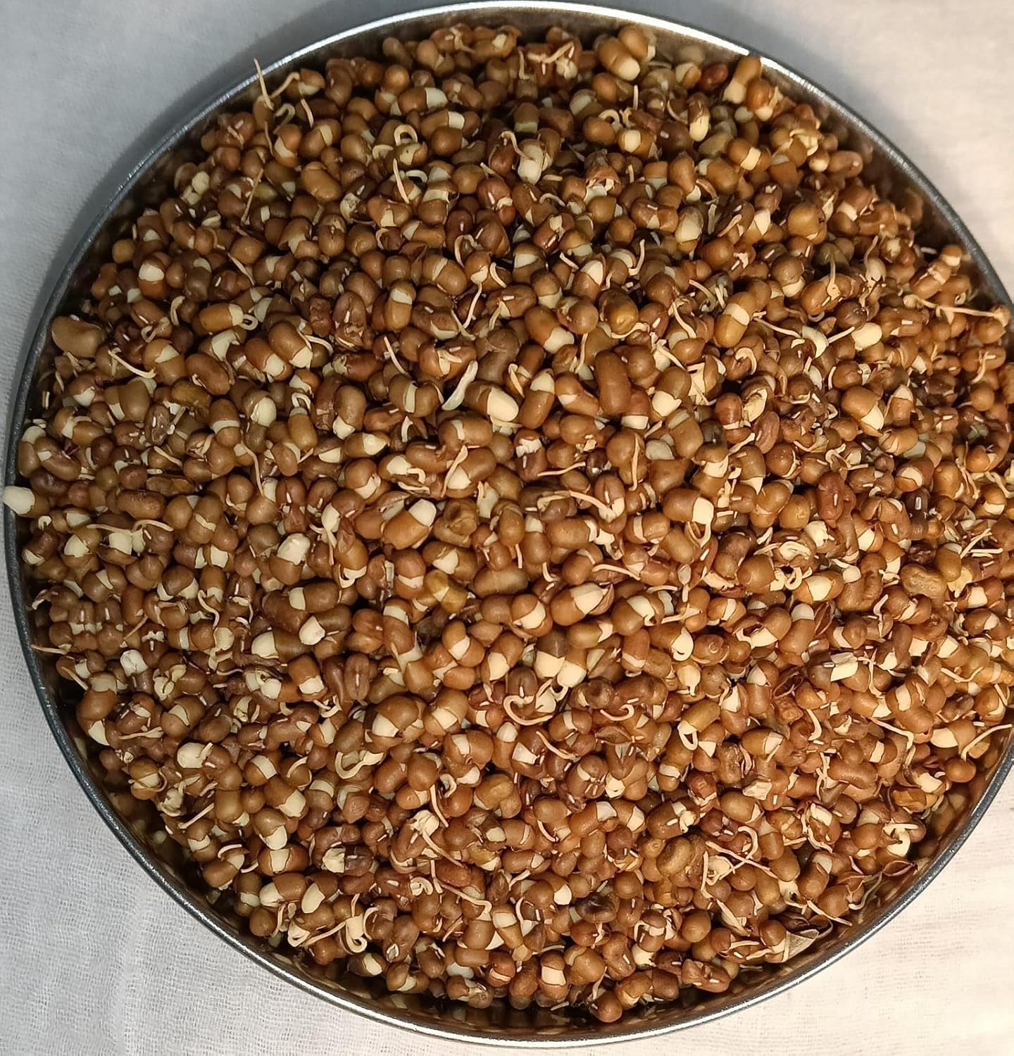 Moth Beans Sprouted & Dried ORGANIC (500 G)