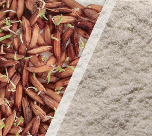 Sprouted Maapillai samba- Red Rice Flour (500 G)