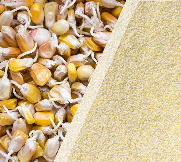Sprouted Maize Flour (500 G)